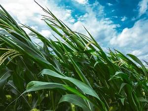 corn blowing in wind